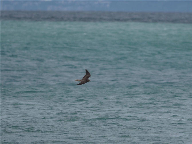 nuT,Peregrine Falcon